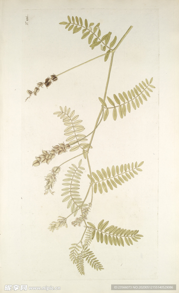 精美绘画草本植物图谱