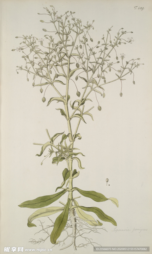 精美绘画草本植物图谱