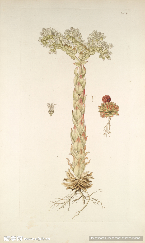 精美绘画草本植物图谱