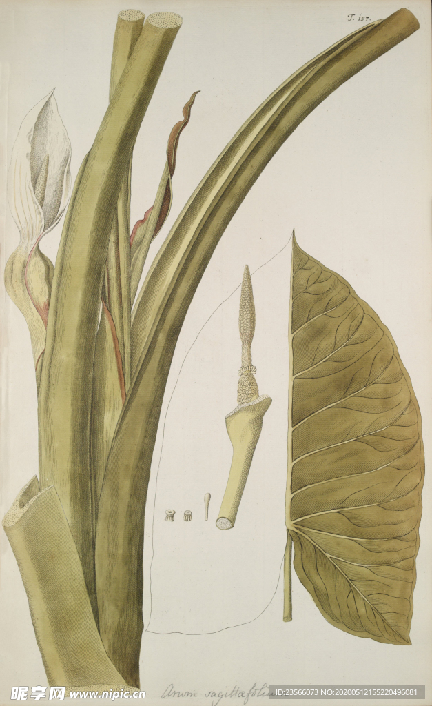 精美绘画草本植物图谱