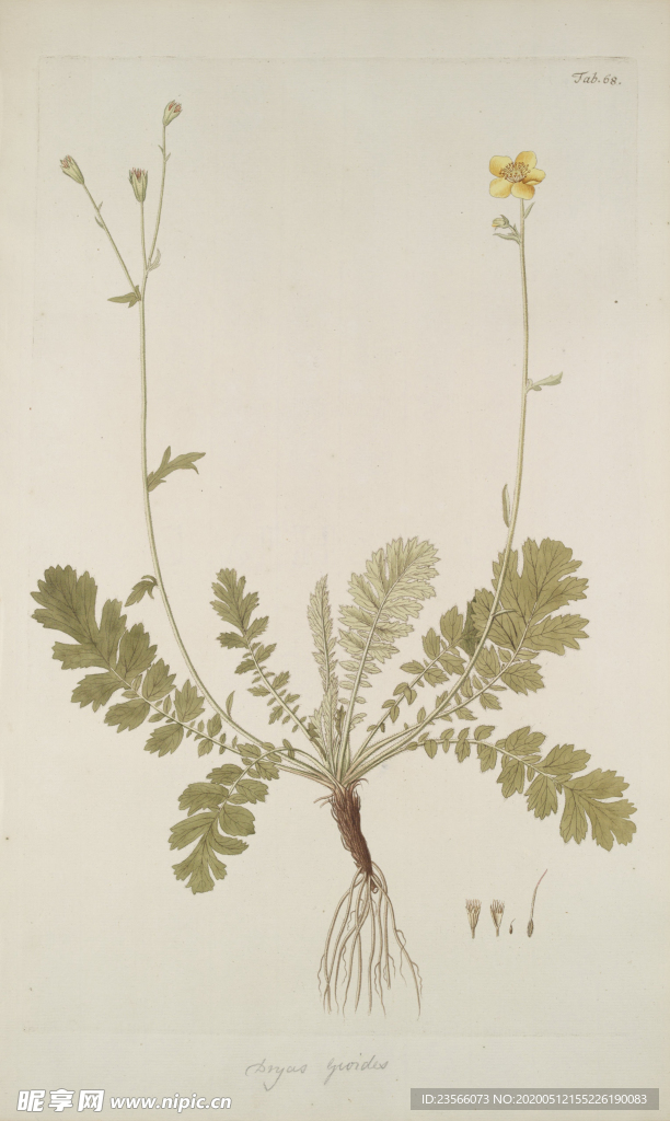 精美绘画草本植物图谱