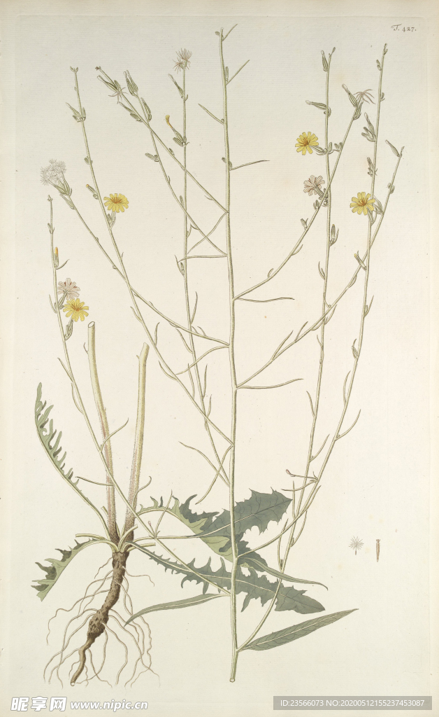 精美绘画草本植物图谱