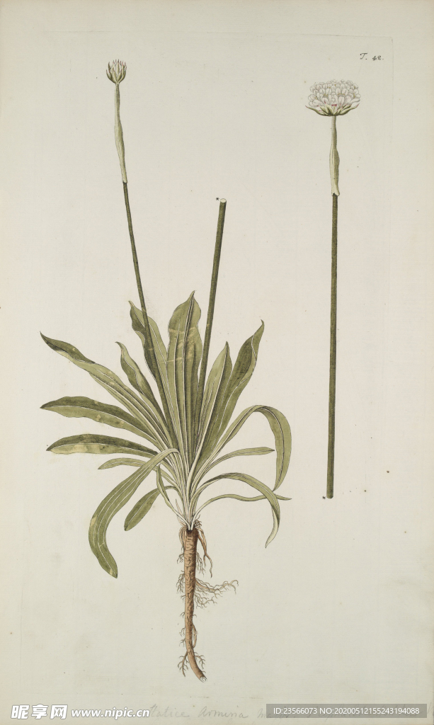 精美绘画草本植物图谱