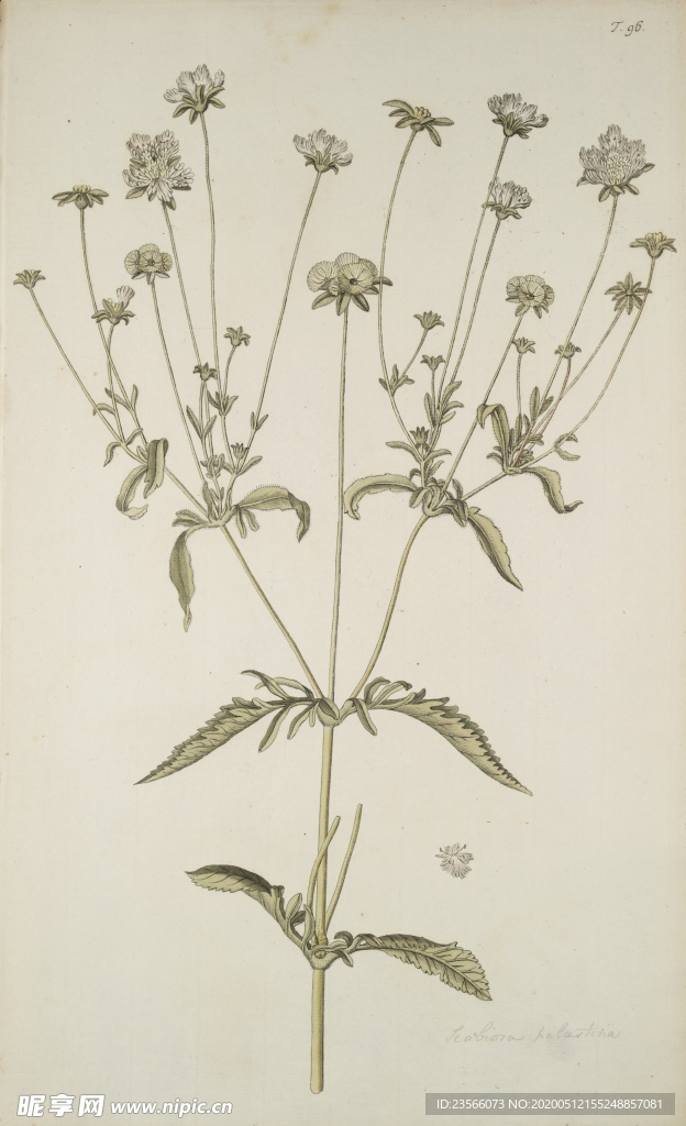 精美绘画草本植物图谱