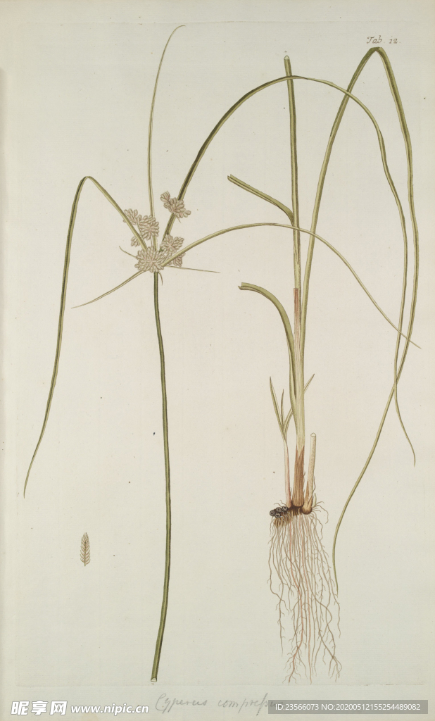 精美绘画草本植物图谱