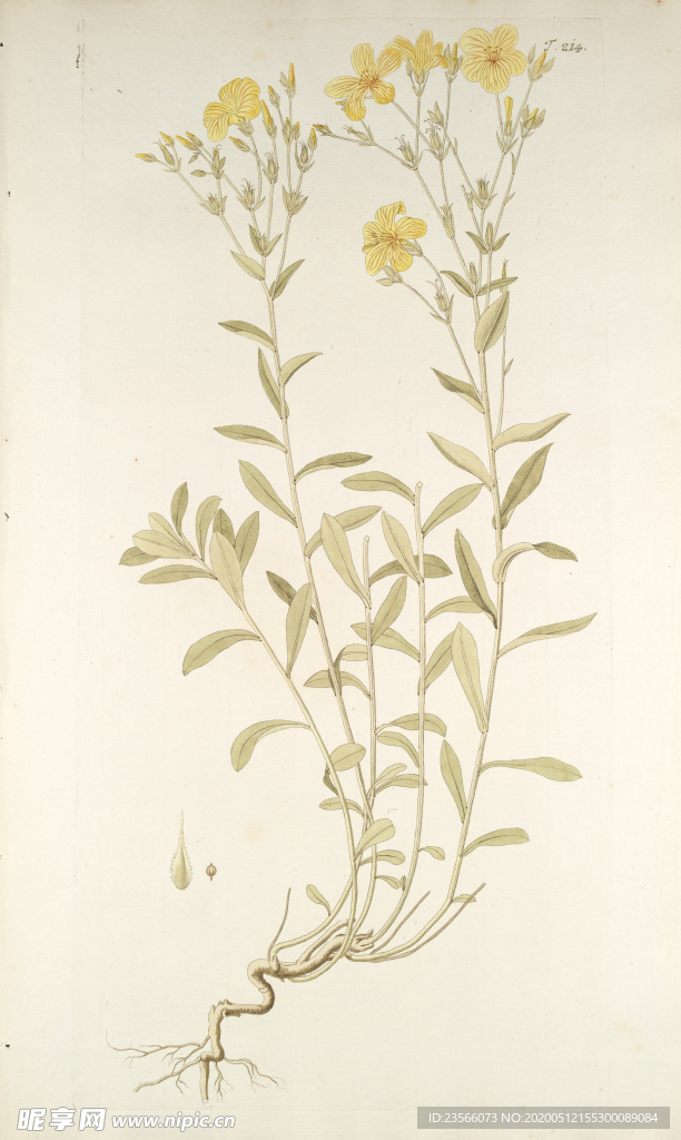 精美绘画草本植物图谱