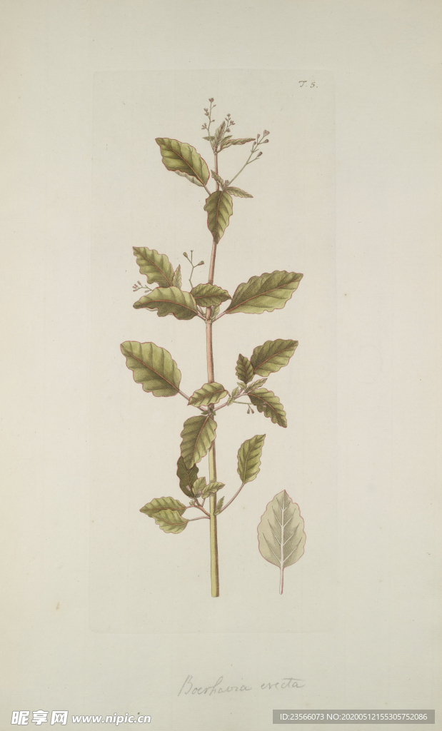 精美绘画草本植物图谱