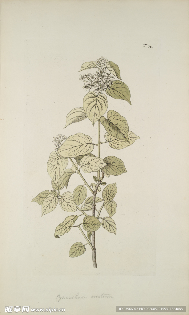 精美绘画草本植物图谱