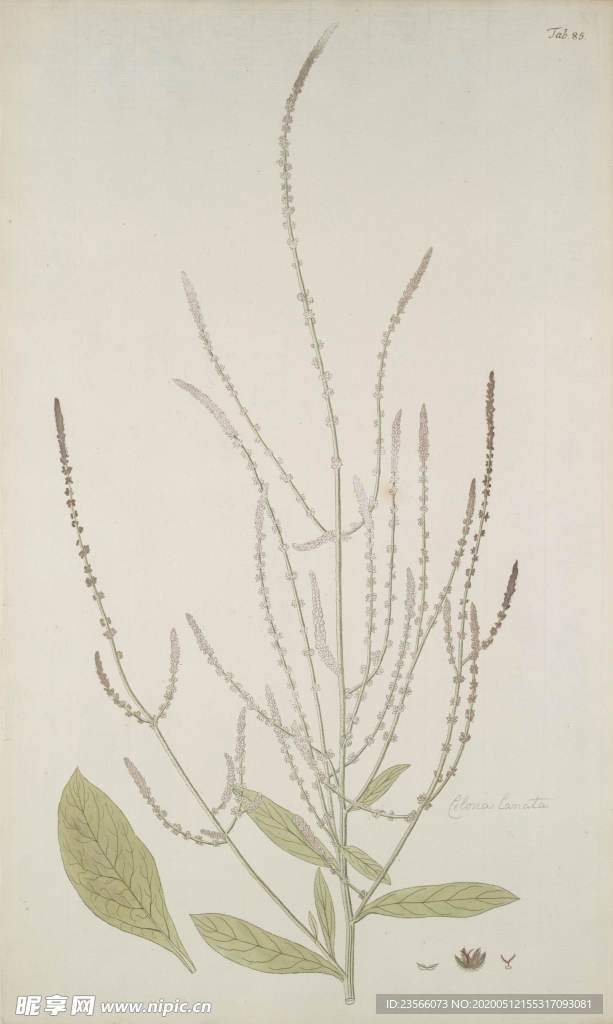 精美绘画草本植物图谱