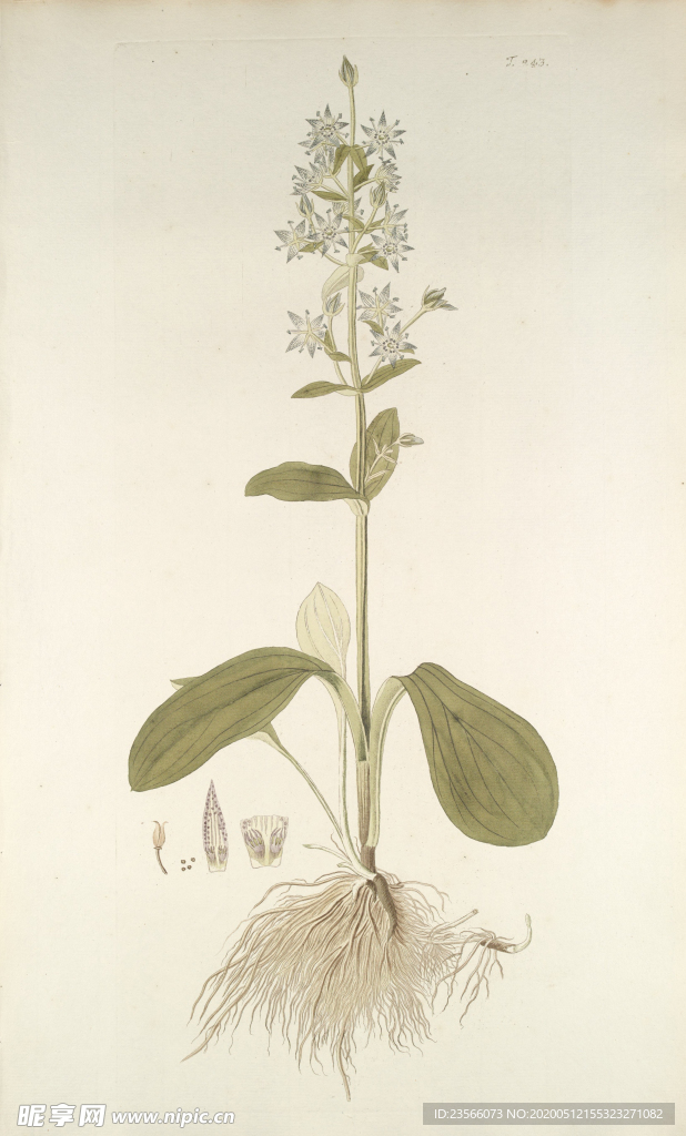 精美绘画草本植物图谱