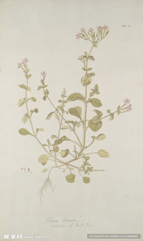 精美绘画草本植物图谱