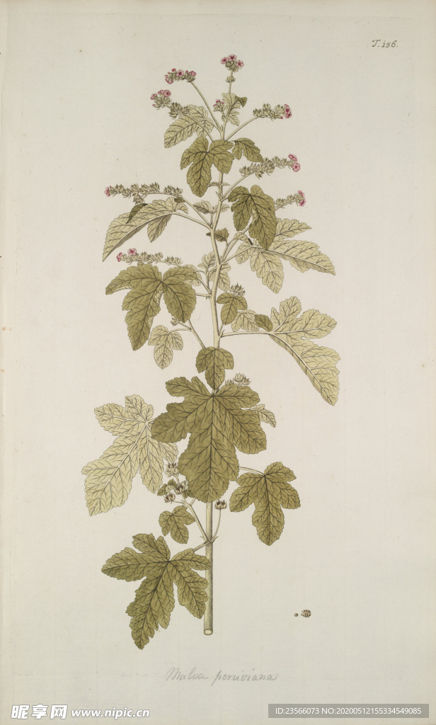 精美绘画草本植物图谱