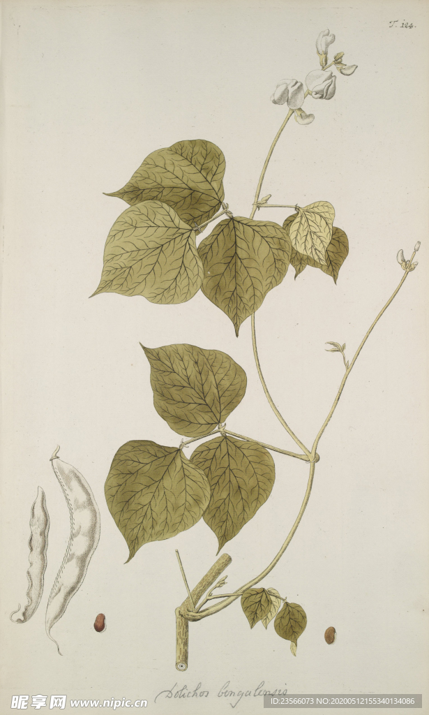 精美绘画草本植物图谱