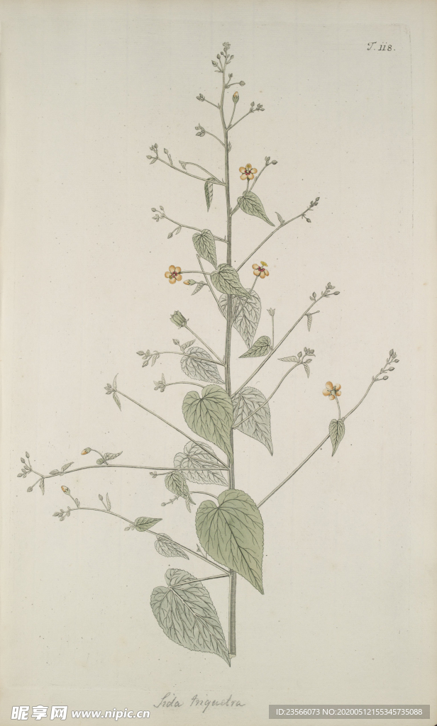 精美绘画草本植物图谱