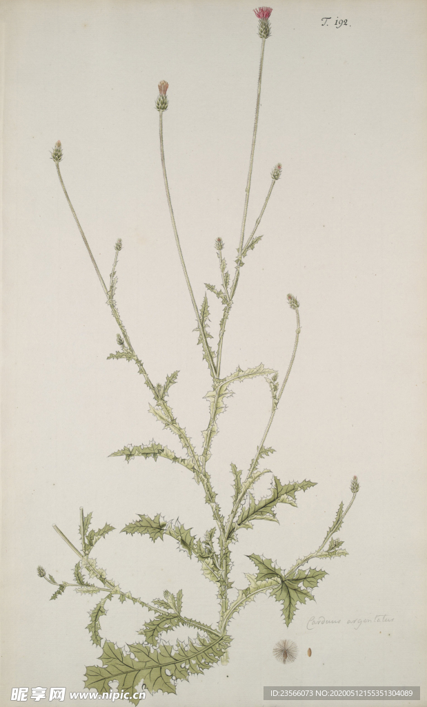 精美绘画草本植物图谱