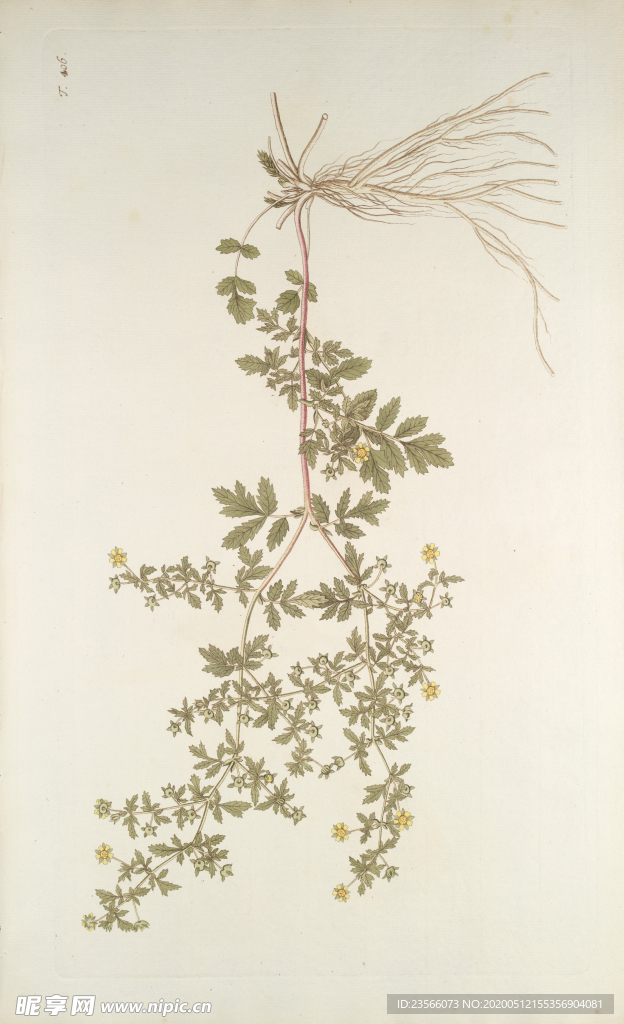 精美绘画草本植物图谱