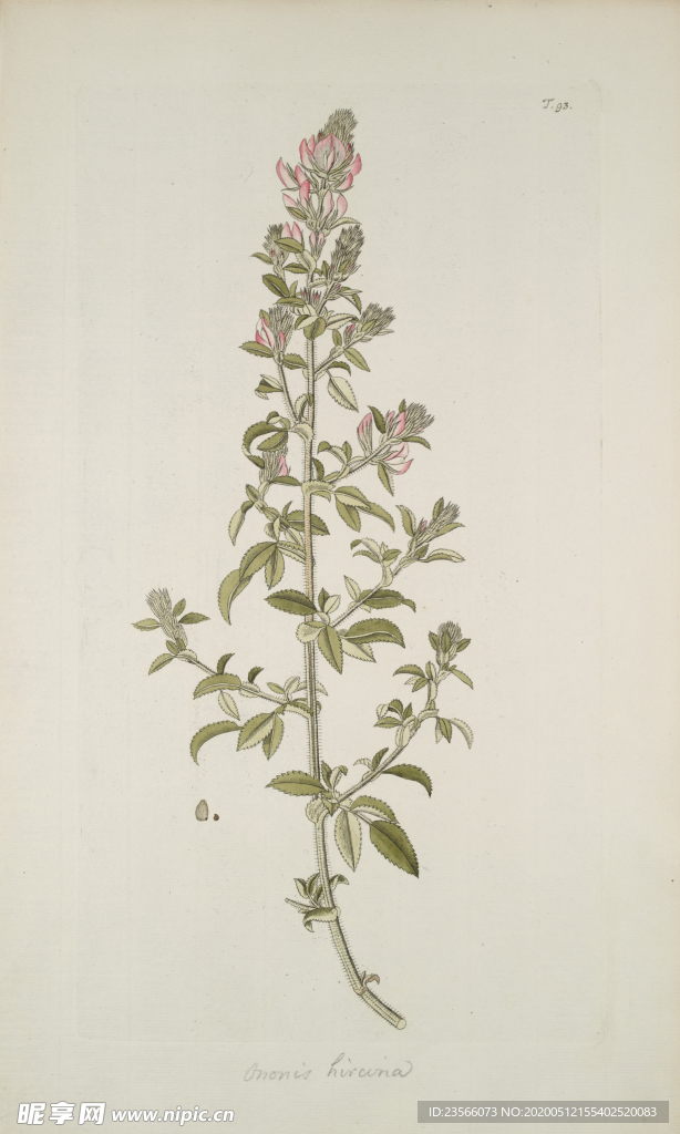 精美绘画草本植物图谱