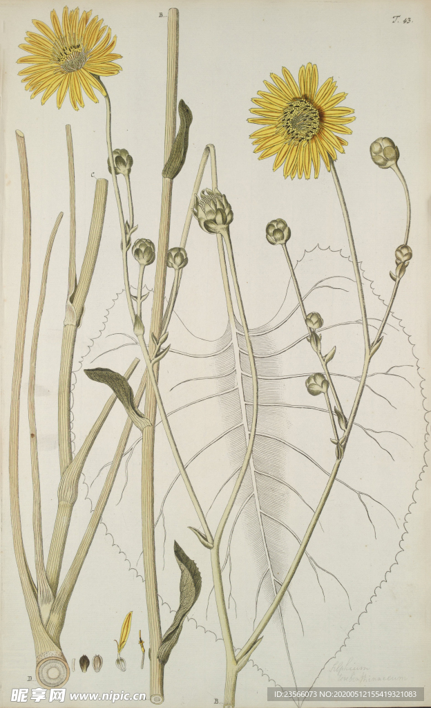 精美绘画草本植物图谱