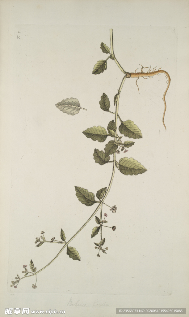 精美绘画草本植物图谱