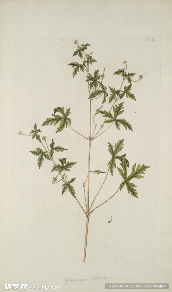 精美绘画草本植物图谱