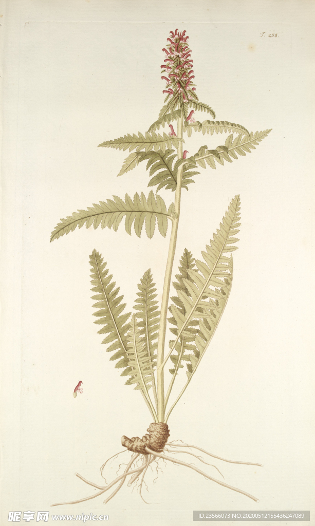 精美绘画草本植物图谱