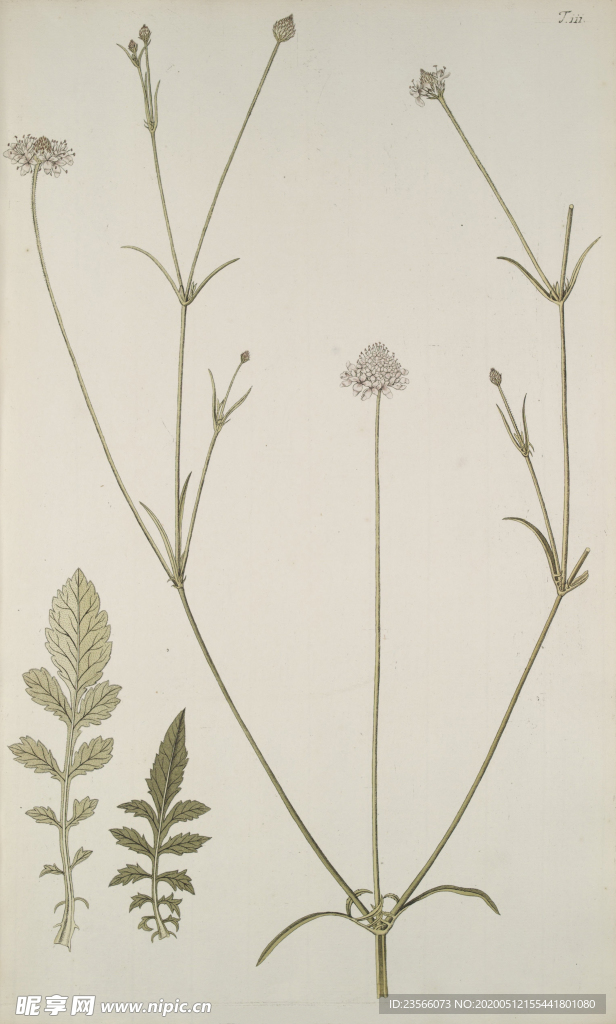 精美绘画草本植物图谱