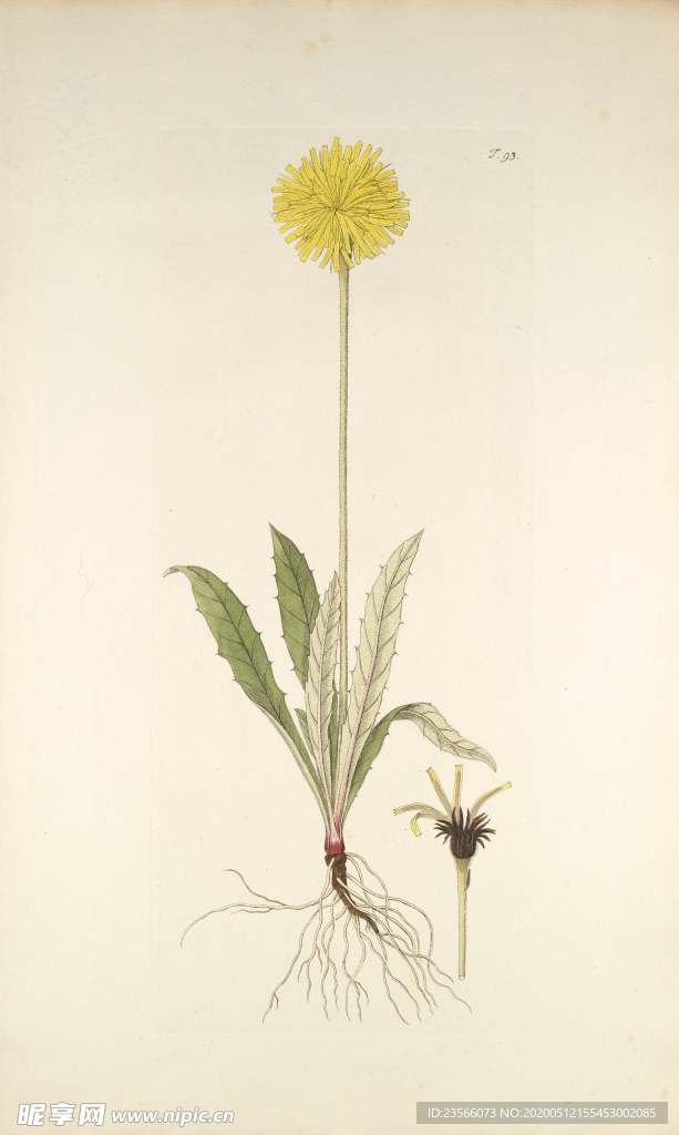 精美绘画草本植物图谱