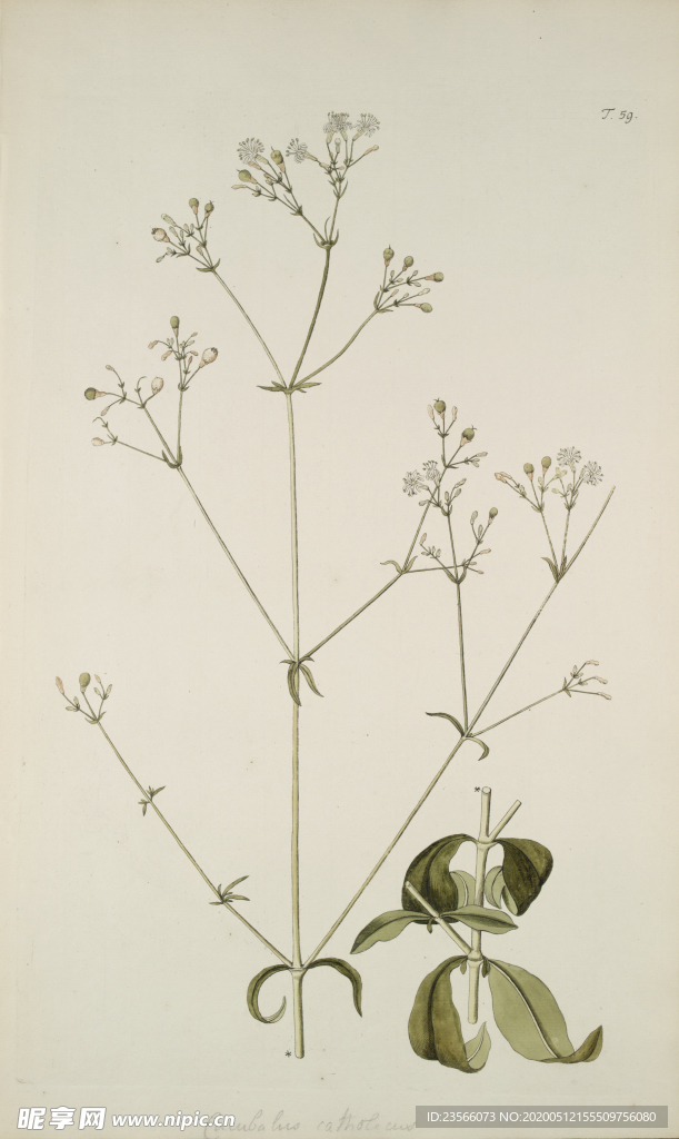 精美绘画草本植物图谱