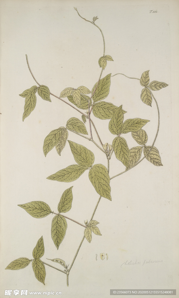 精美绘画草本植物图谱