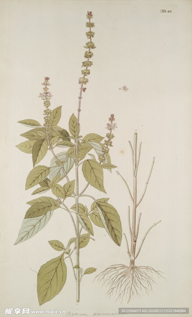 精美绘画草本植物图谱