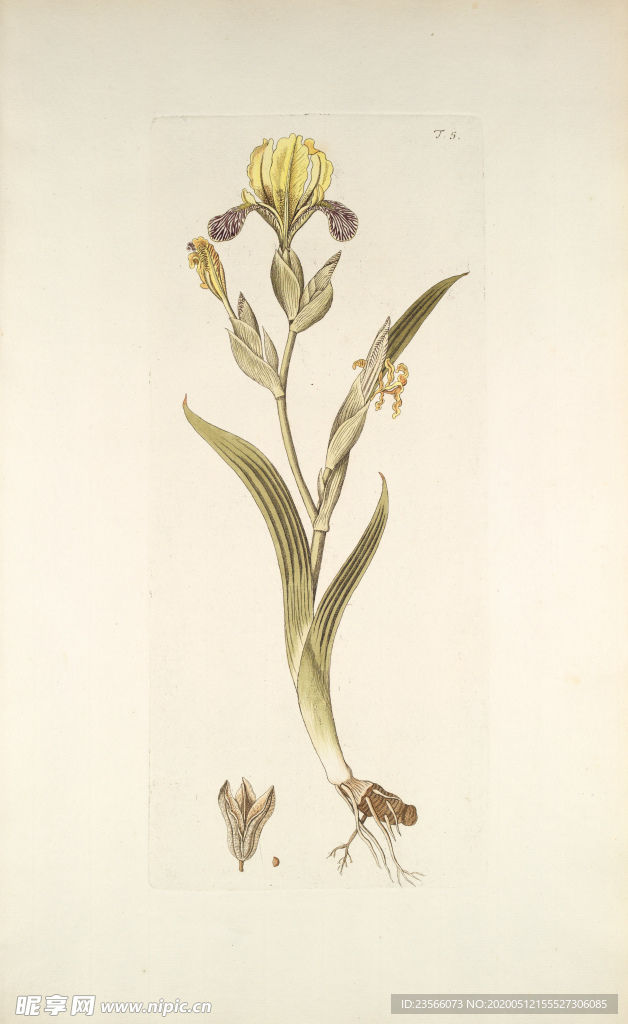 精美绘画草本植物图谱