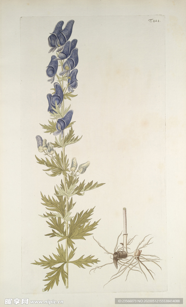 精美绘画草本植物图谱