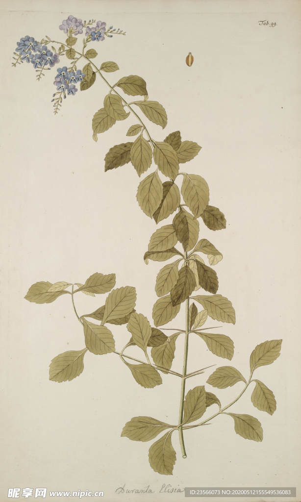 精美绘画草本植物图谱