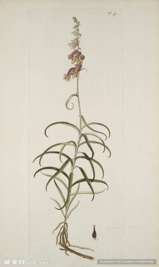 精美绘画草本植物图谱