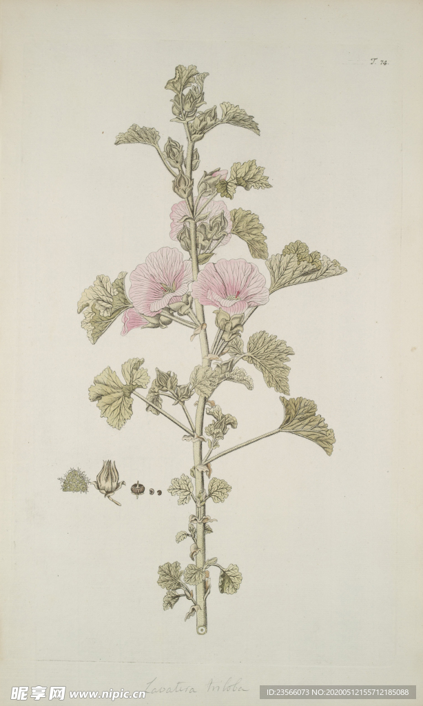 精美绘画草本植物图谱