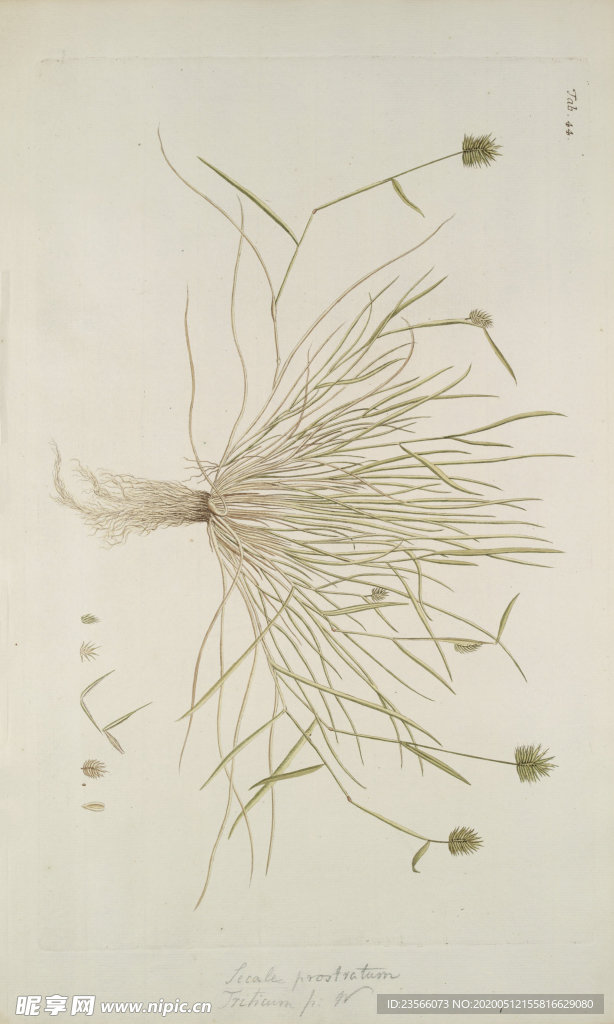 精美绘画草本植物图谱