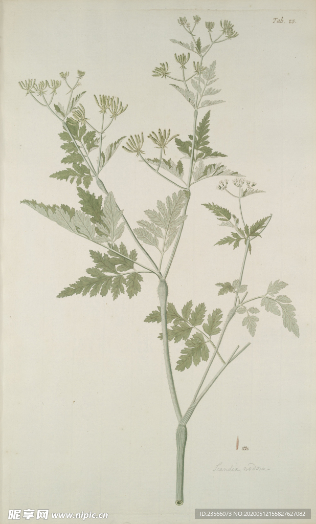 精美绘画草本植物图谱