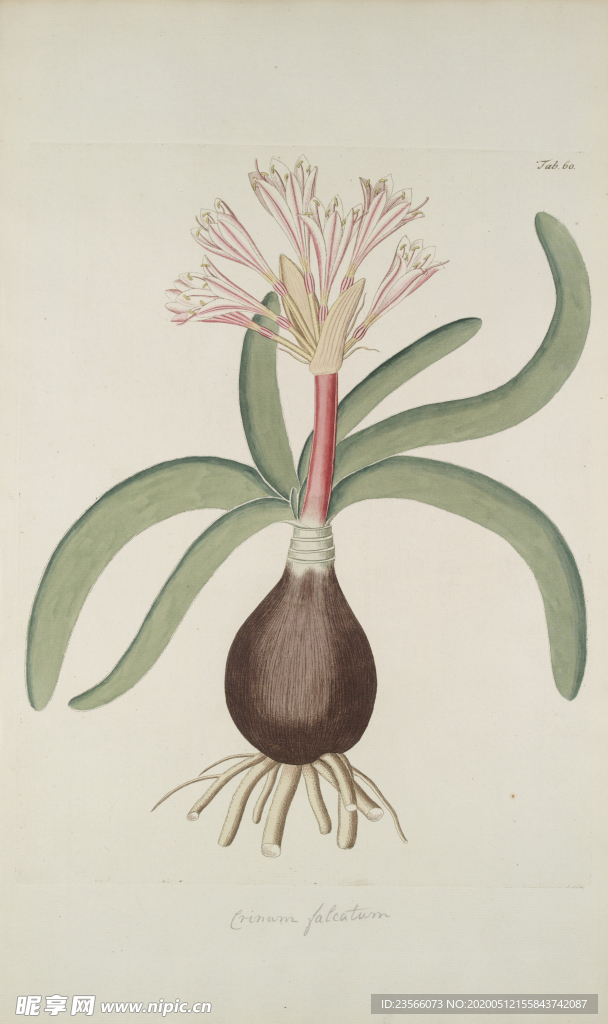 精美绘画草本植物图谱