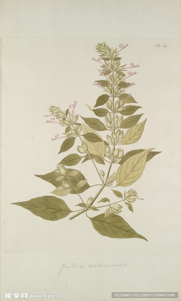 精美绘画草本植物图谱