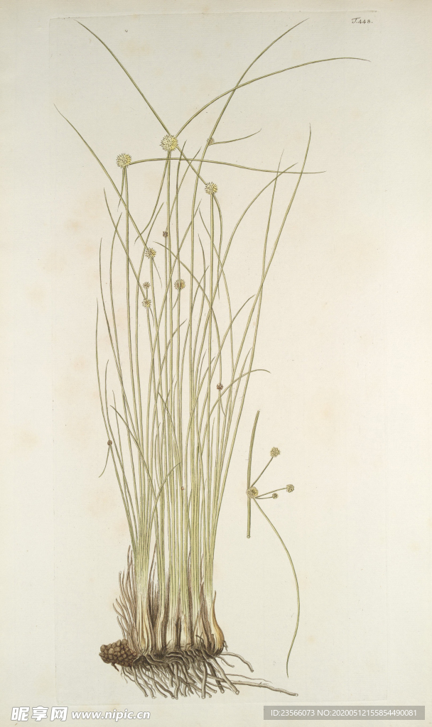 精美绘画草本植物图谱