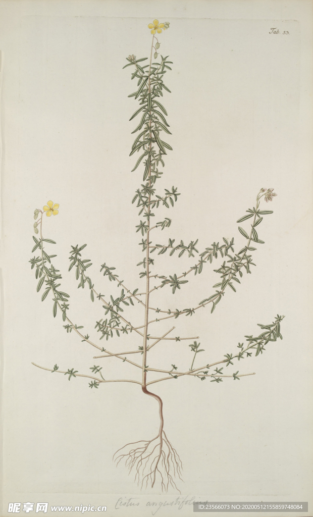 精美绘画草本植物图谱