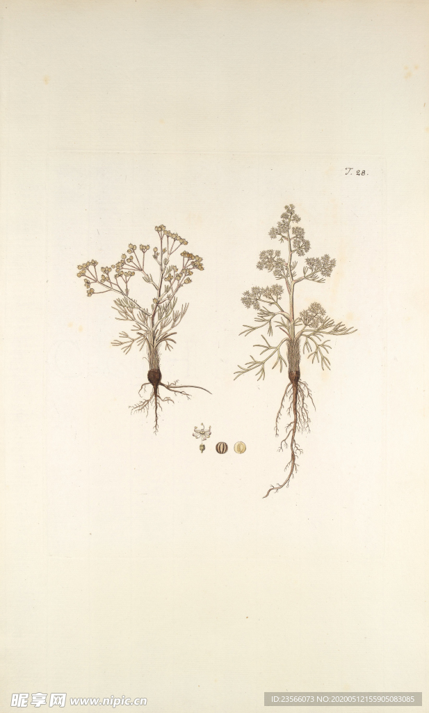 精美绘画草本植物图谱