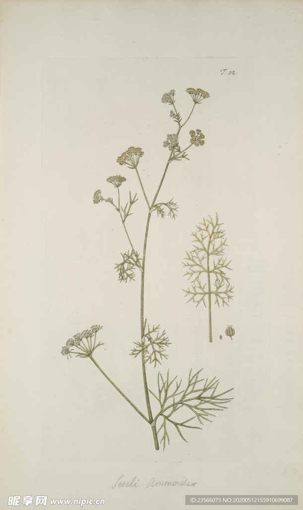 精美绘画草本植物图谱