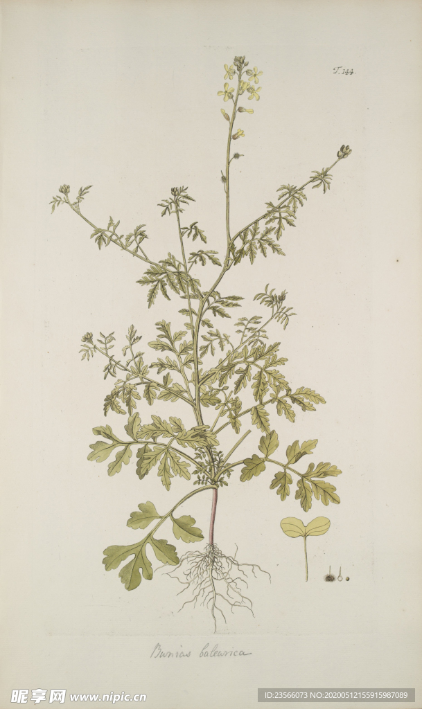 精美绘画草本植物图谱