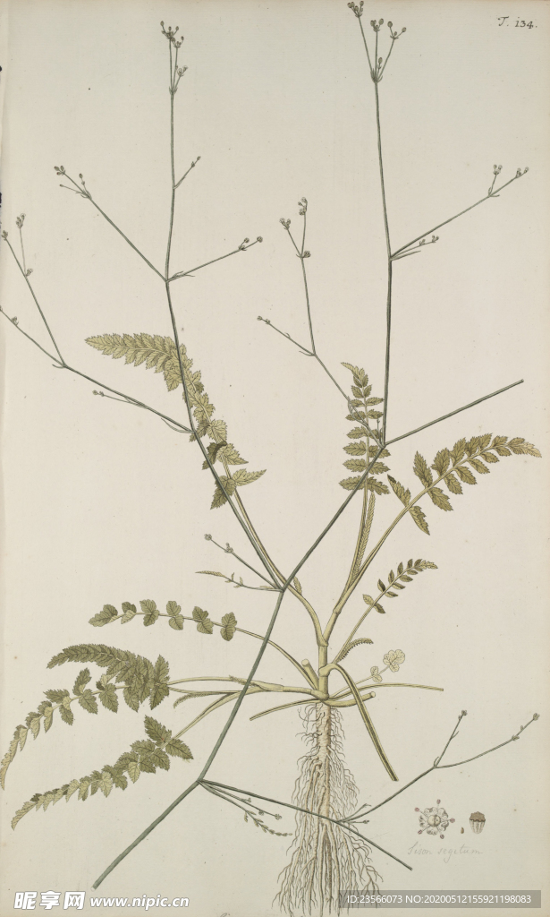 精美绘画草本植物图谱