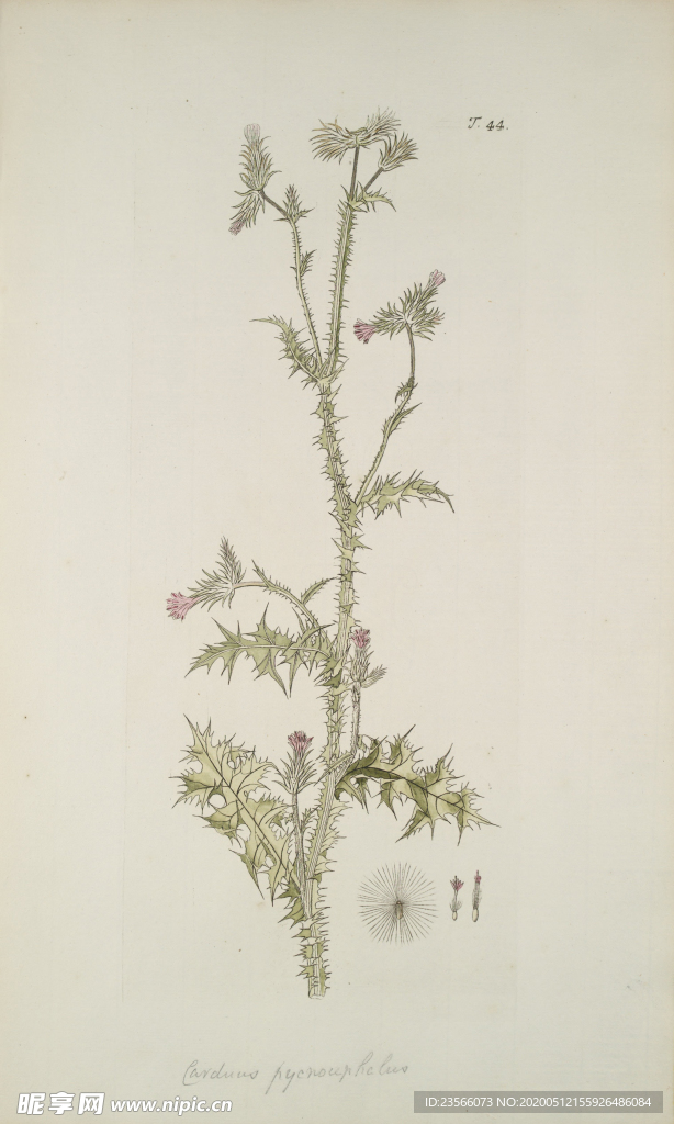 精美绘画草本植物图谱