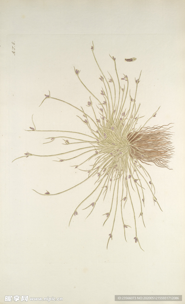 精美绘画草本植物图谱