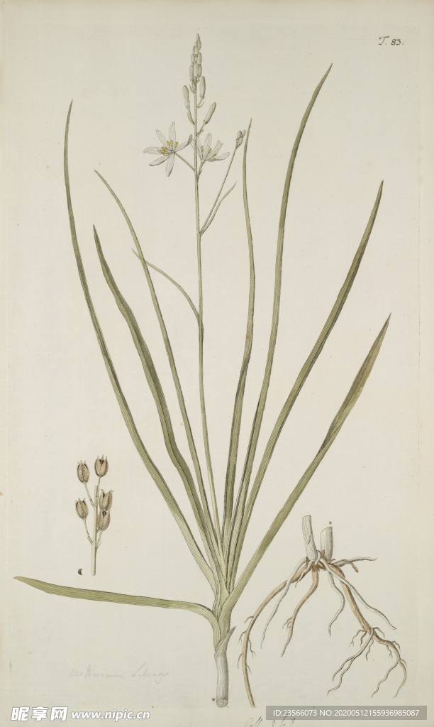 精美绘画草本植物图谱