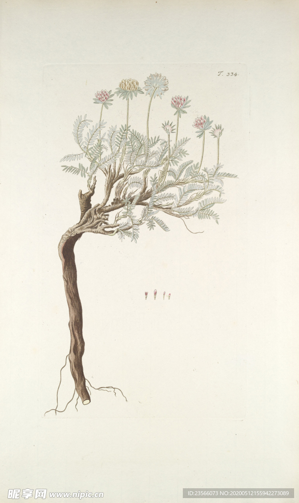 精美绘画草本植物图谱