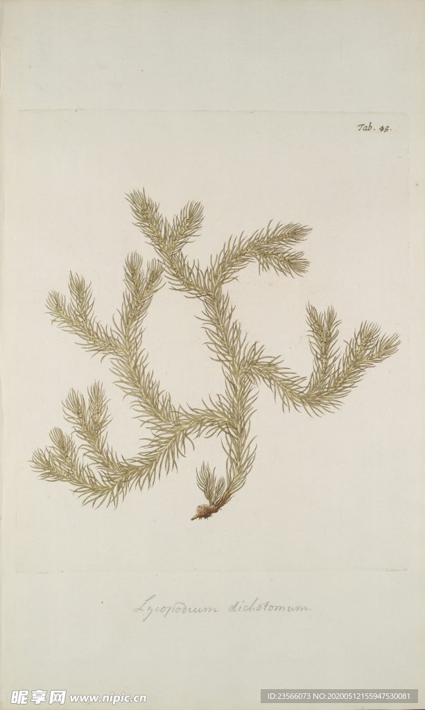 精美绘画草本植物图谱